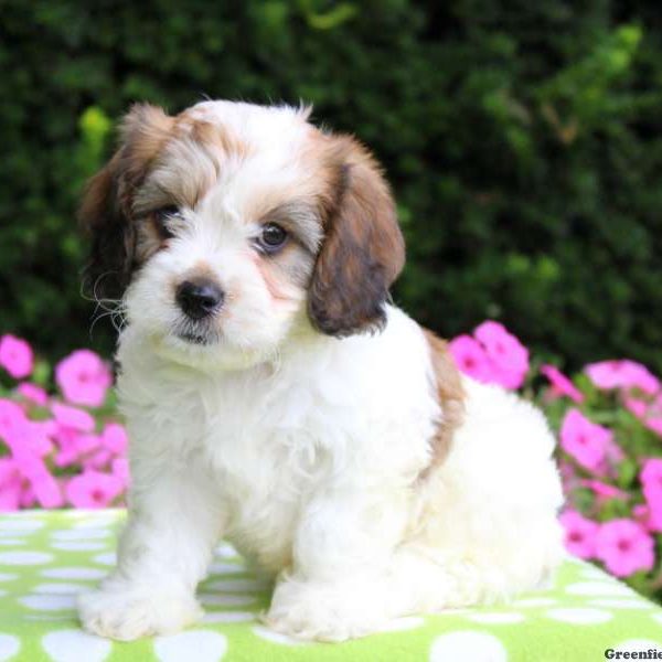 Buster, Cavachon Puppy