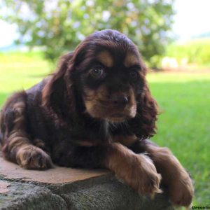 Buster, Cocker Spaniel Puppy