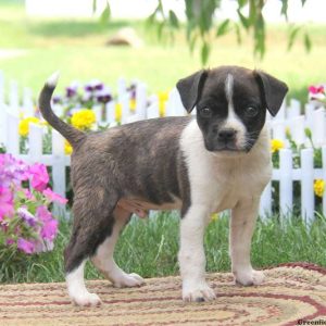 Buster, Boston Terrier Mix Puppy