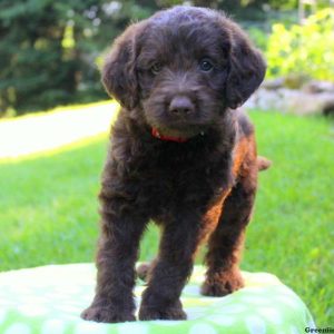 Buster, Labradoodle-Miniature Puppy