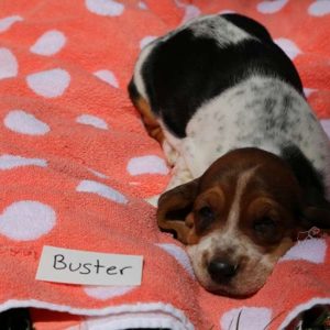 Buster, Basset Hound Puppy