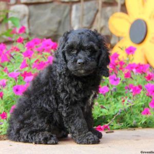 Buster, Cockapoo Puppy