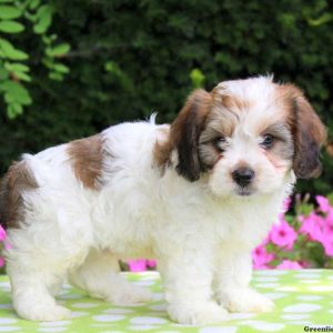 Buster, Cavachon Puppy