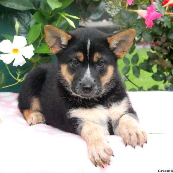 Butch, Shiba Inu Mix Puppy