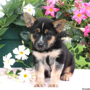 Butch, Shiba Inu Mix Puppy