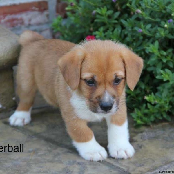 Butterball, Pembroke Welsh Corgi Mix Puppy