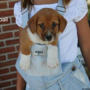 Butterball, Pembroke Welsh Corgi Mix Puppy