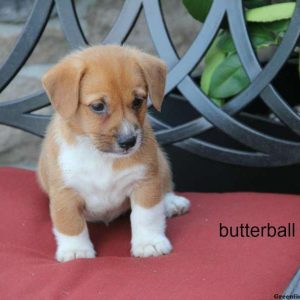 Butterball, Pembroke Welsh Corgi Mix Puppy