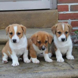 Butterball, Pembroke Welsh Corgi Mix Puppy