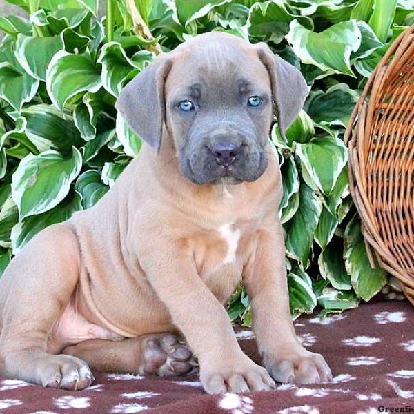 Buxley, Cane Corso Puppy