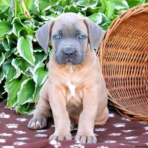 Buxley, Cane Corso Puppy