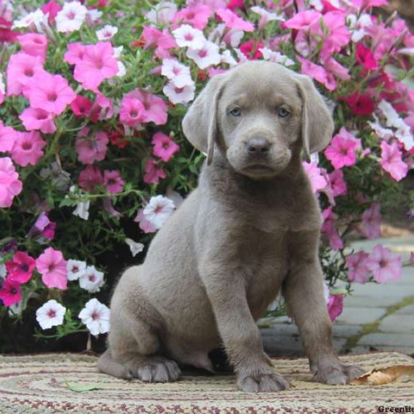 Caden, Labrador Retriever-Silver Puppy