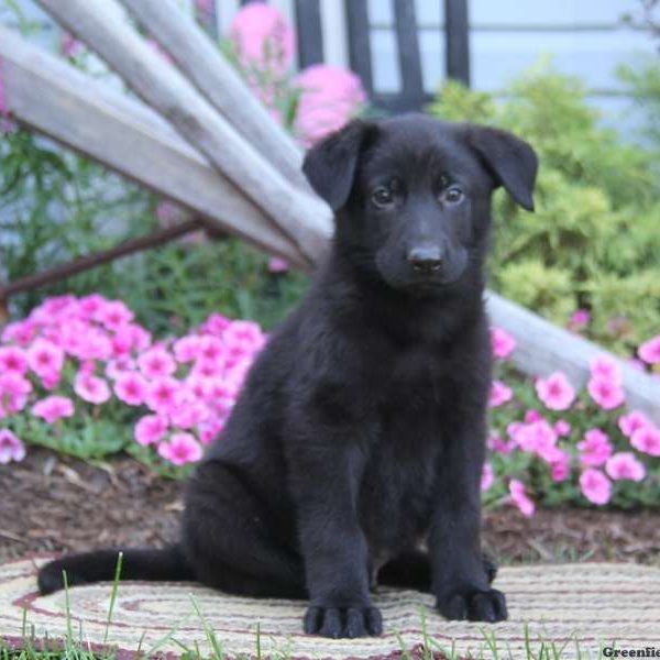 Caden, German Shepherd Puppy