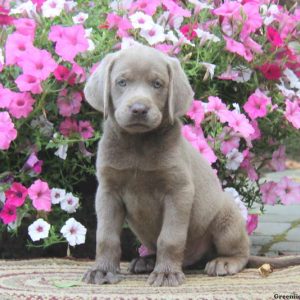 Caden, Labrador Retriever-Silver Puppy