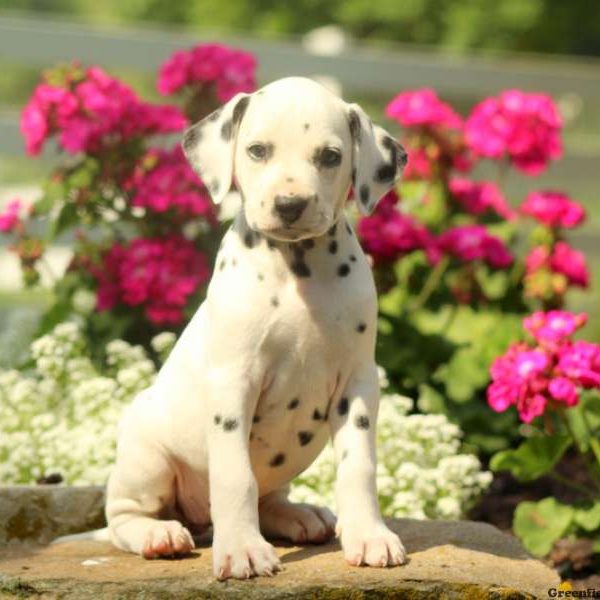 Cady, Dalmatian Puppy