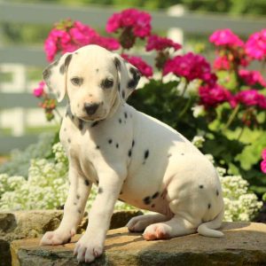 Cady, Dalmatian Puppy