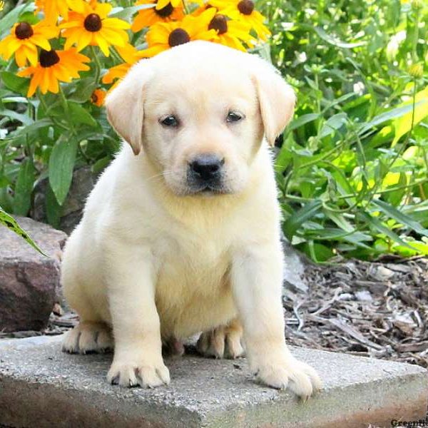 Cain, Labby Dabby Doo Puppy