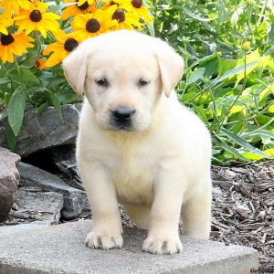 Cain, Labby Dabby Doo Puppy