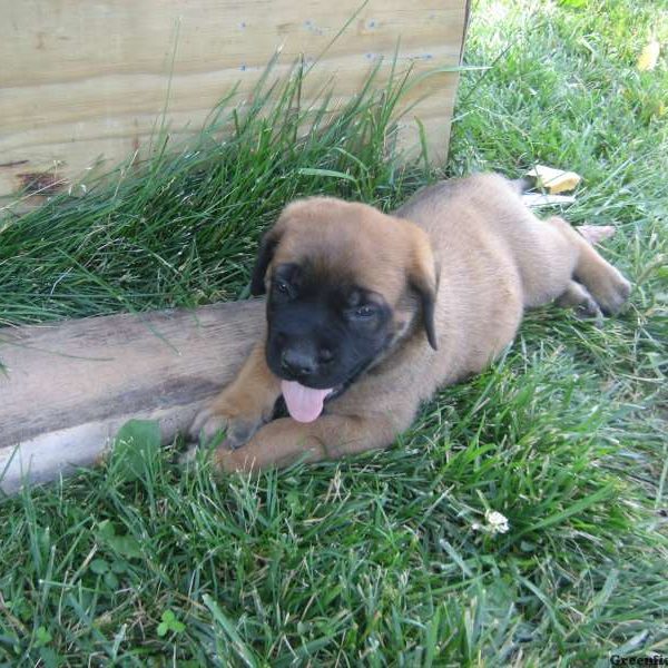 Cairo, English Mastiff Puppy