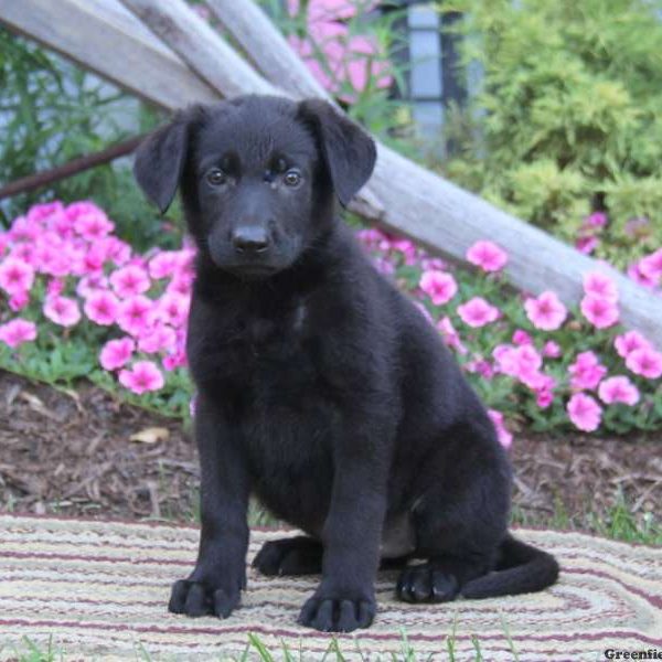 Caitlyn, German Shepherd Puppy