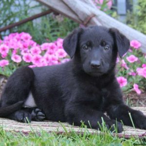 Caitlyn, German Shepherd Puppy