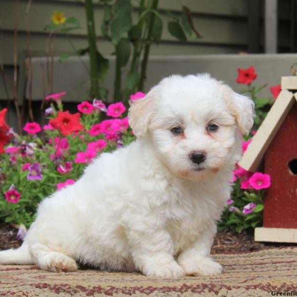 Caleb, Coton de Tulear Puppy