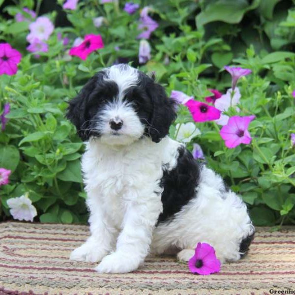 Caleb, Cockapoo Puppy