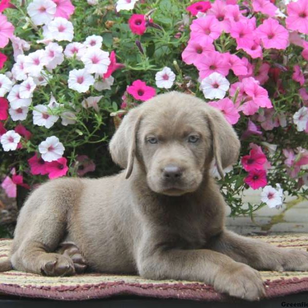 Caleb, Labrador Retriever-Silver Puppy