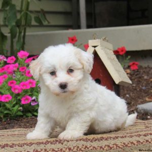 Caleb, Coton de Tulear Puppy