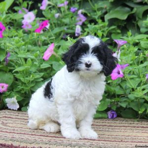 Caleb, Cockapoo Puppy