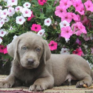 Caleb, Labrador Retriever-Silver Puppy