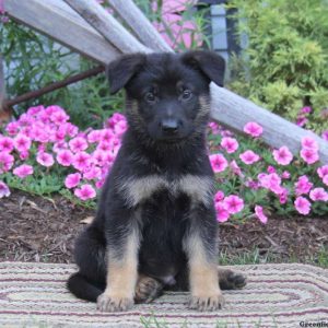 Caleb, German Shepherd Puppy