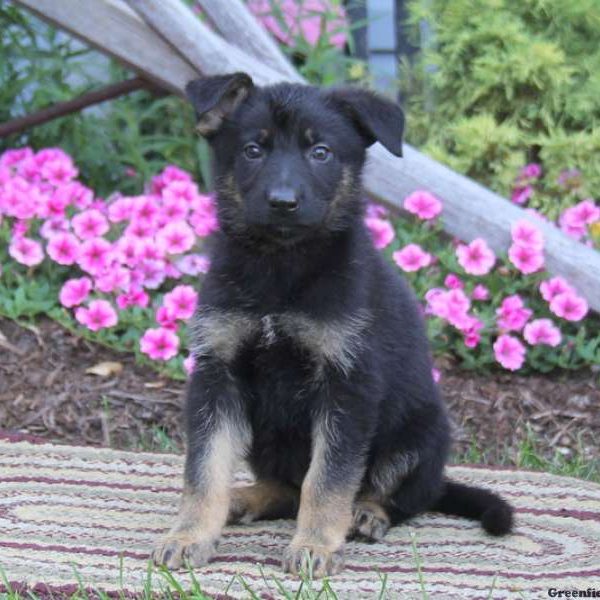 Callie, German Shepherd Puppy