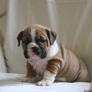 Callie, English Bulldog Puppy