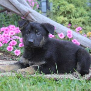 Callie, German Shepherd Puppy