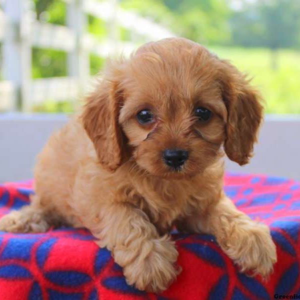 Calvin Jr, Cavapoo Puppy