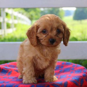 Calvin Jr, Cavapoo Puppy