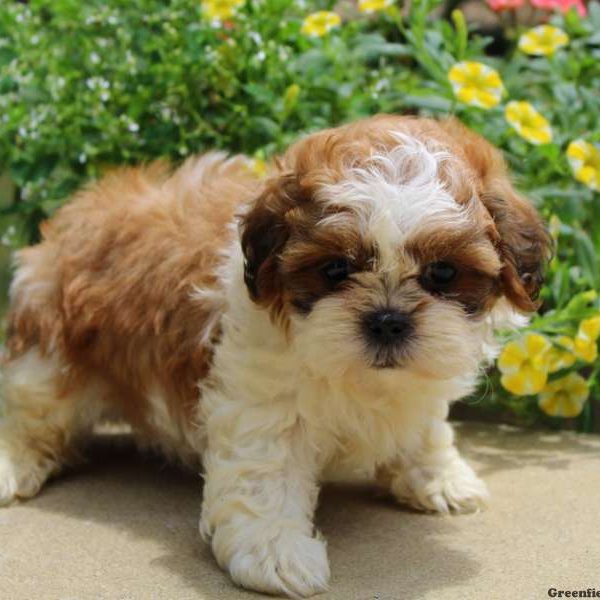 Calvin, Shih Tzu Puppy