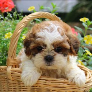 Calvin, Shih Tzu Puppy