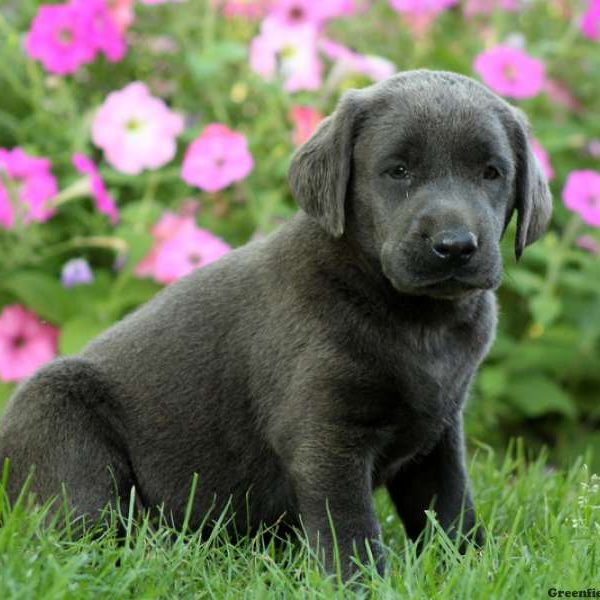 Cameron, Labrador Retriever-Charcoal Puppy