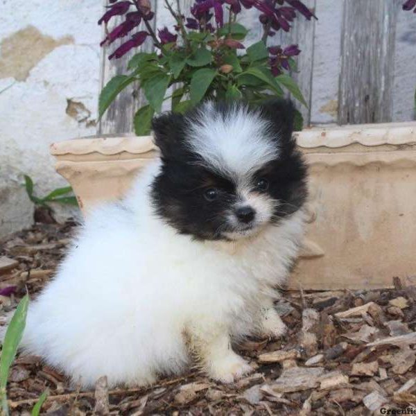 Cameron, Pomeranian Puppy