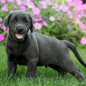 Cameron, Labrador Retriever-Charcoal Puppy