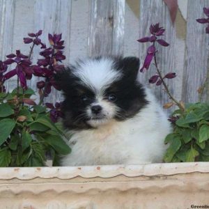 Cameron, Pomeranian Puppy