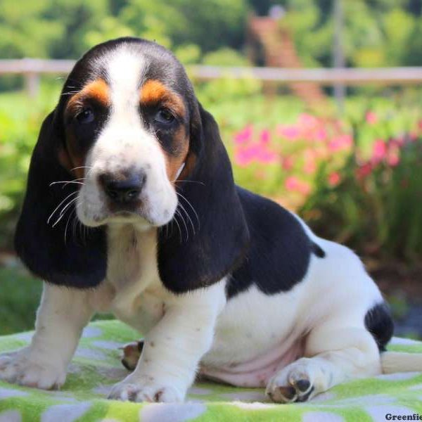 Camielle, Basset Hound Puppy