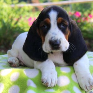 Camielle, Basset Hound Puppy