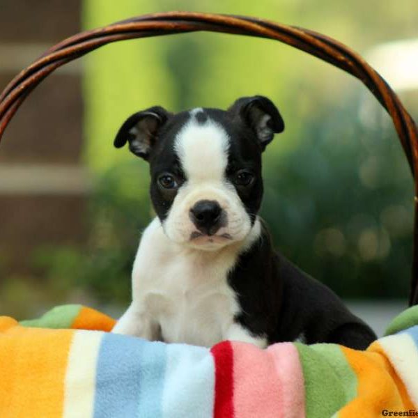 Campbell, Boston Terrier Puppy