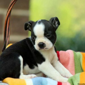 Campbell, Boston Terrier Puppy