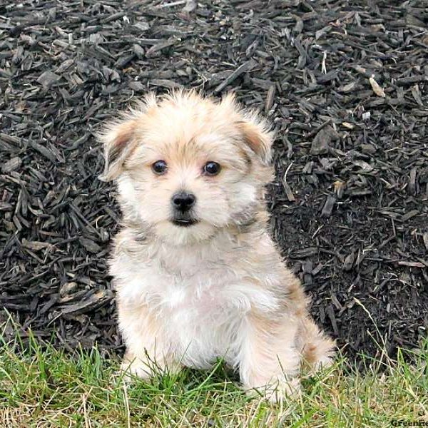 Candace, Morkie / Yorktese Puppy