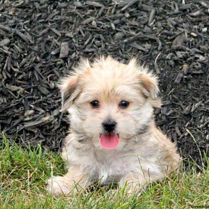 Candace, Morkie / Yorktese Puppy