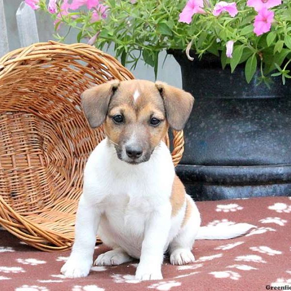 Cappuccino, Jack Russell Terrier Puppy